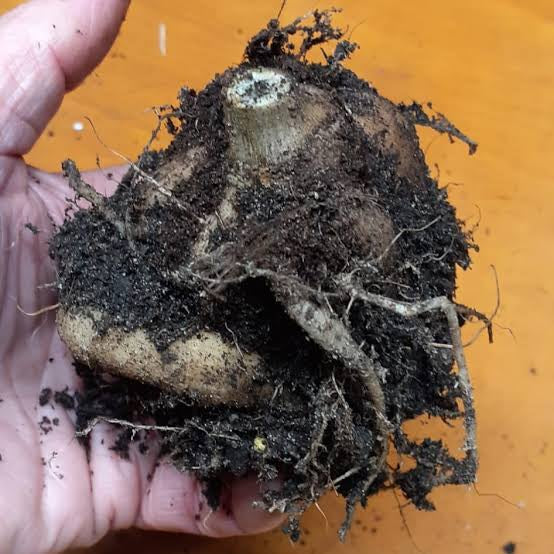 The Dahlia Pot Tubers