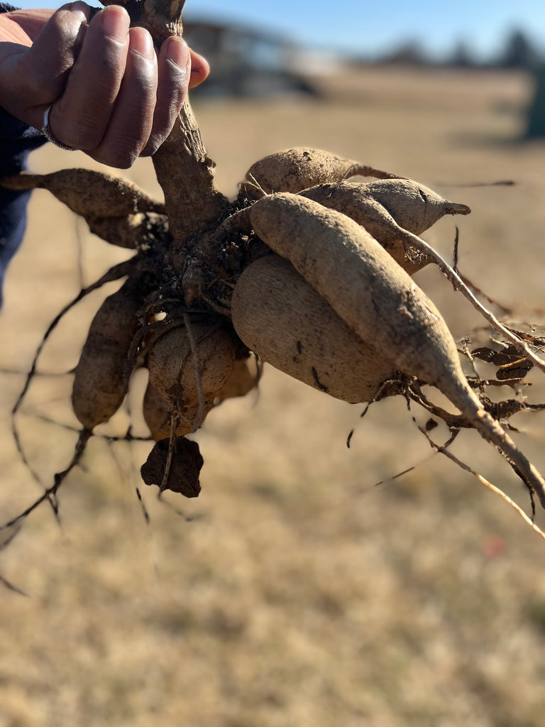 The Dahlia Tubers (Full Clumps)