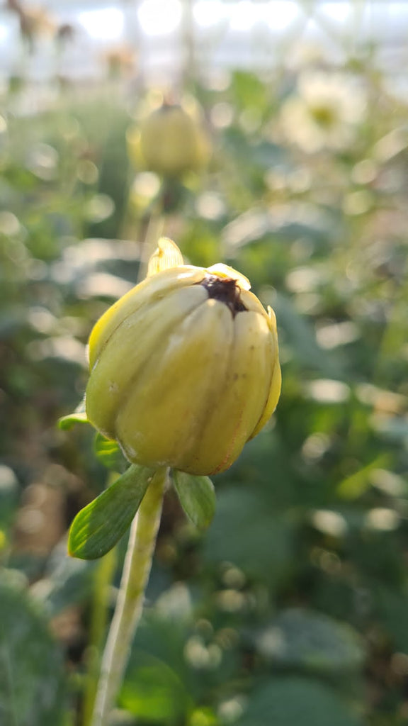The Dahlia Seed