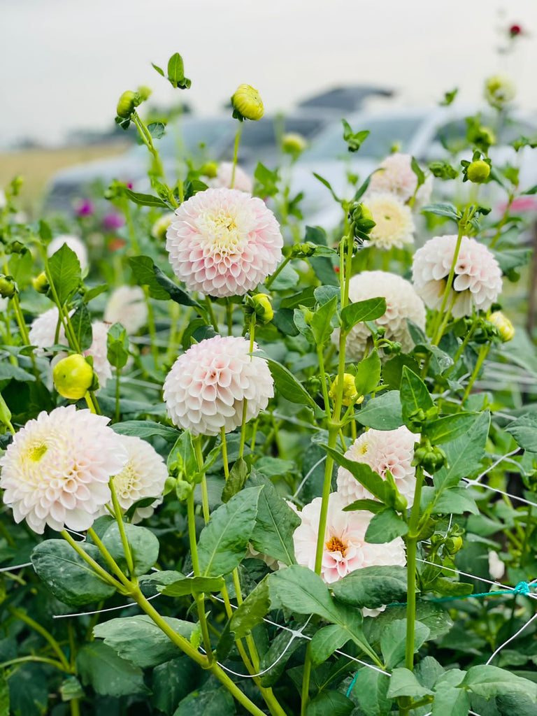 The Dahlia Cut Flowers