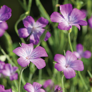 Open image in slideshow, Agrostemma Cut Flower
